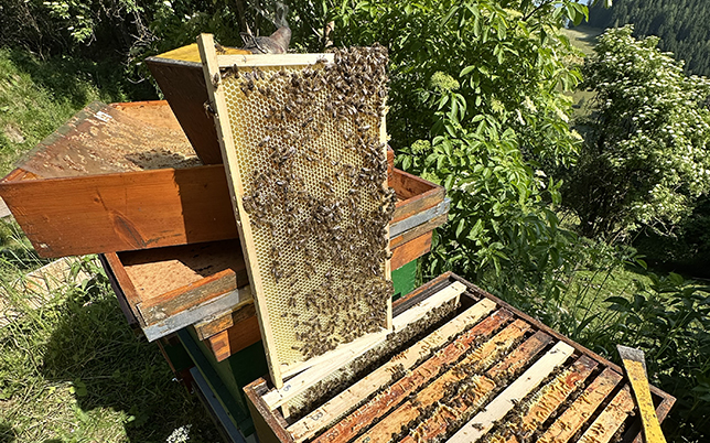Geöffneter Bienenstock mit Bienenwabe