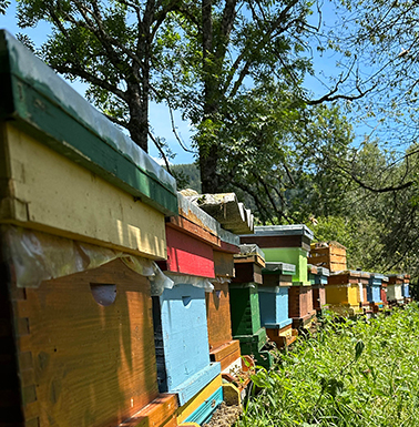 Bunte Bienenstöcke auf einer Wiese